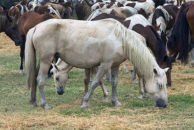 Chincoteague Wild Ponies : February 2022 : Personal Photo Projects : Photos : Richard Moore : Photographer